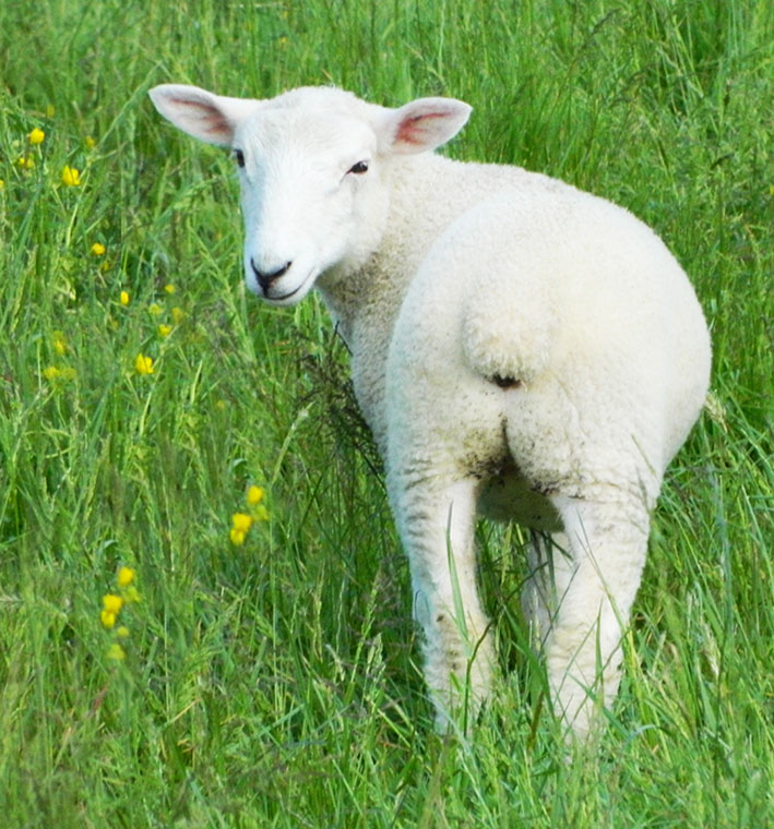 spring lamb in flower meadow
