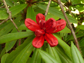 flower bloom in spring rhododendron red