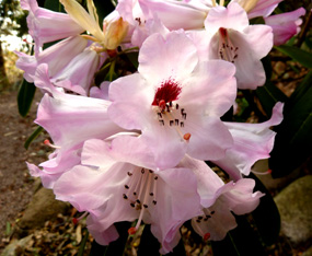 Rododendron flower bloom