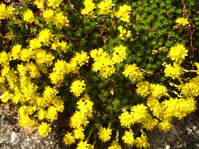 Yellow flowers in spring
