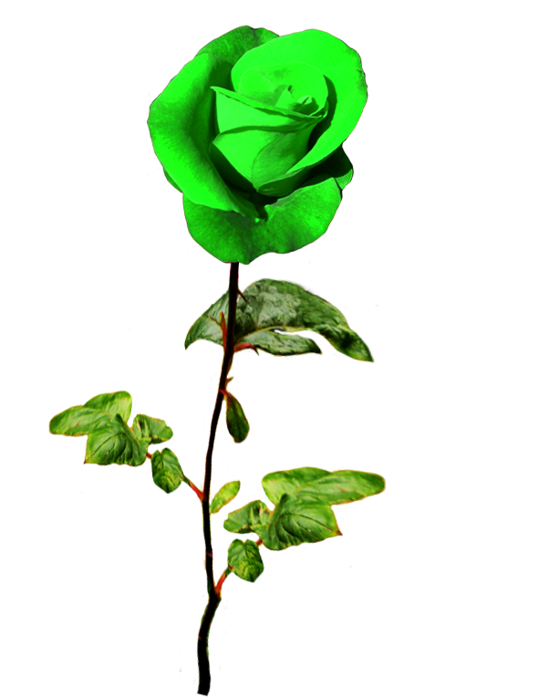 St. Patrick's day green rose