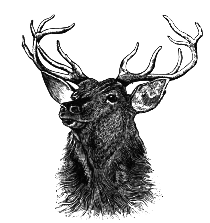 stag drawing