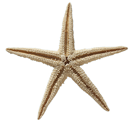starfish skeleton clipart