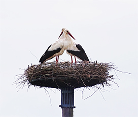 stork couple in nest