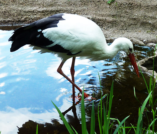 stork in water