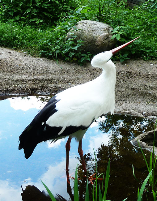 stork in zoo