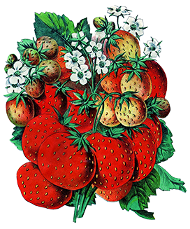 vintage strawberry illustration