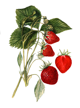 strawberry plant drawing
