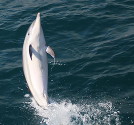 striped dolphin playing