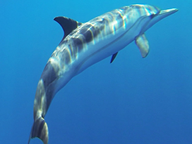 striped dolphin picture
