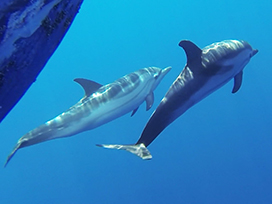 striped dolphins picture