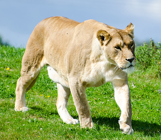 picture of a strong lioness