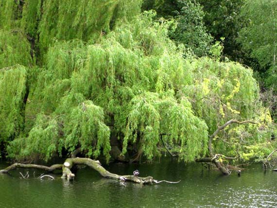 summer clipart tree lake