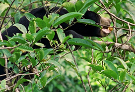 Sun bear eating fruit in top of the trees