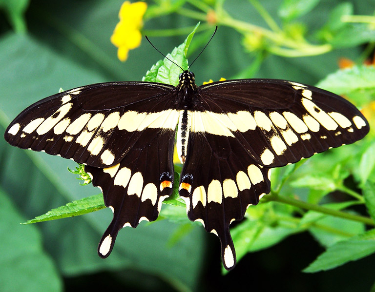 swallowtail butterfly image