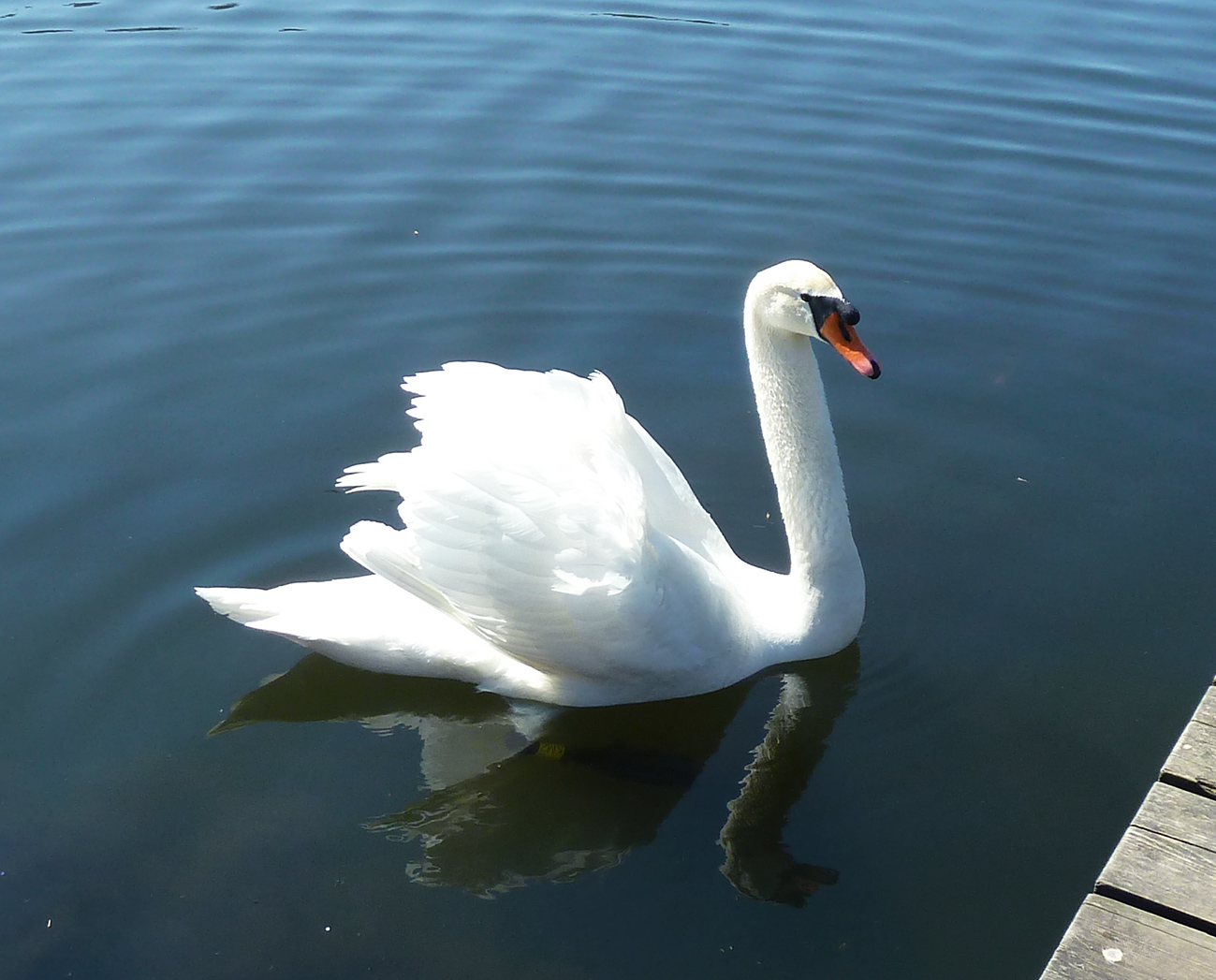swan with shadow in the water