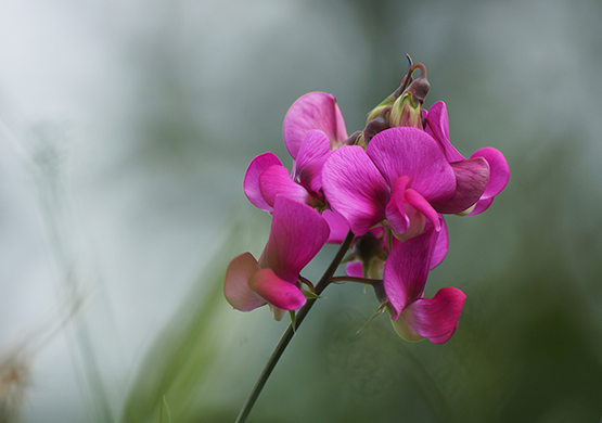 sweet-pea-flower-close-up