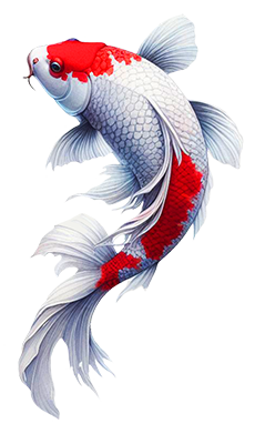 koi fish drawing red white