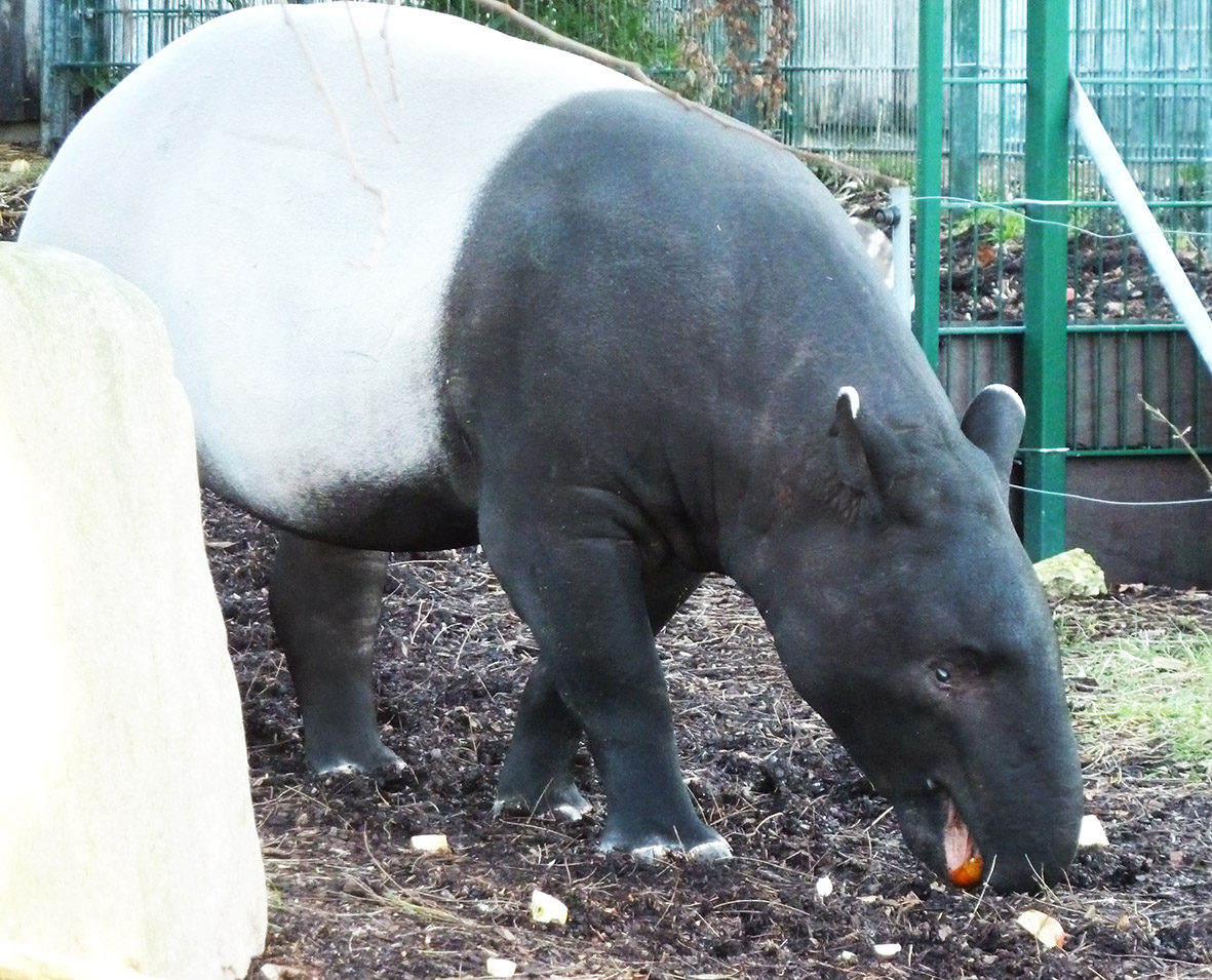 Tapir eating fruit