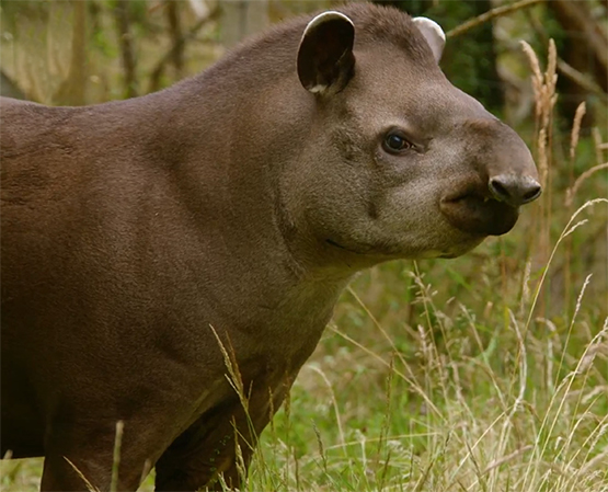 tapirus terrestris picture