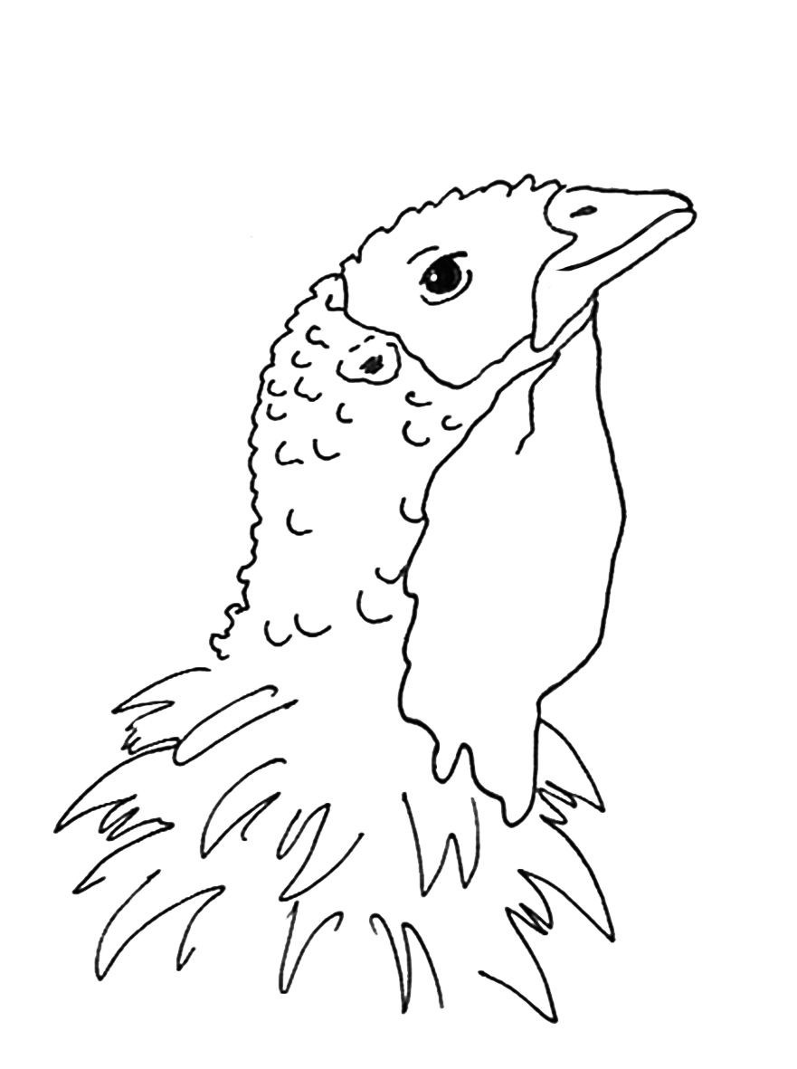 Thanksgiving dinner and mother · Thanksgiving coloring pages turkey bird head