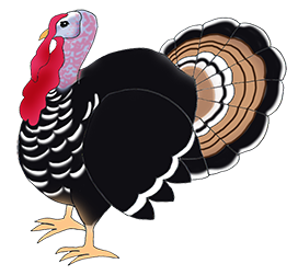 Thanksgiving turkey bird
