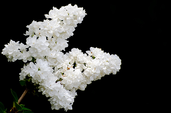 branch of white lilac