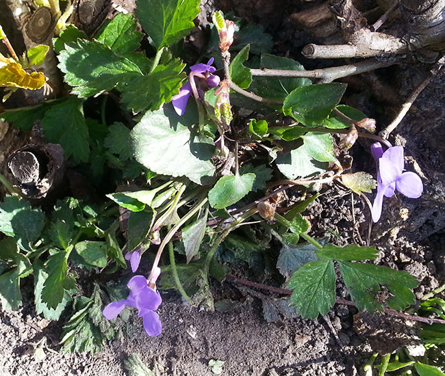 first violets in spring