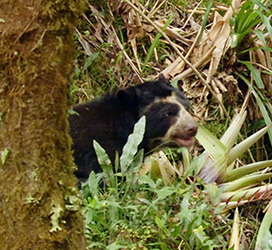 the spectacled bear