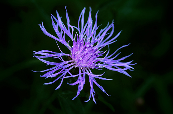 thistle flower photo