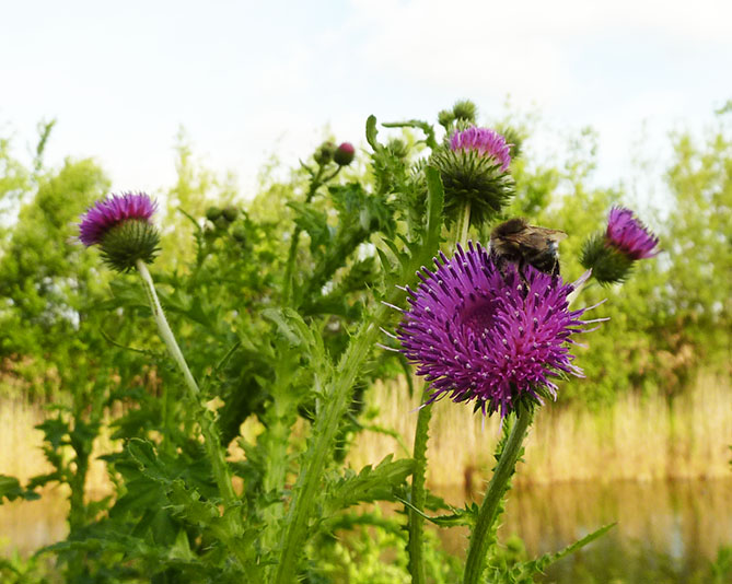 picture of purple thistle flower