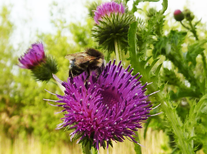 thistle flower with bee
