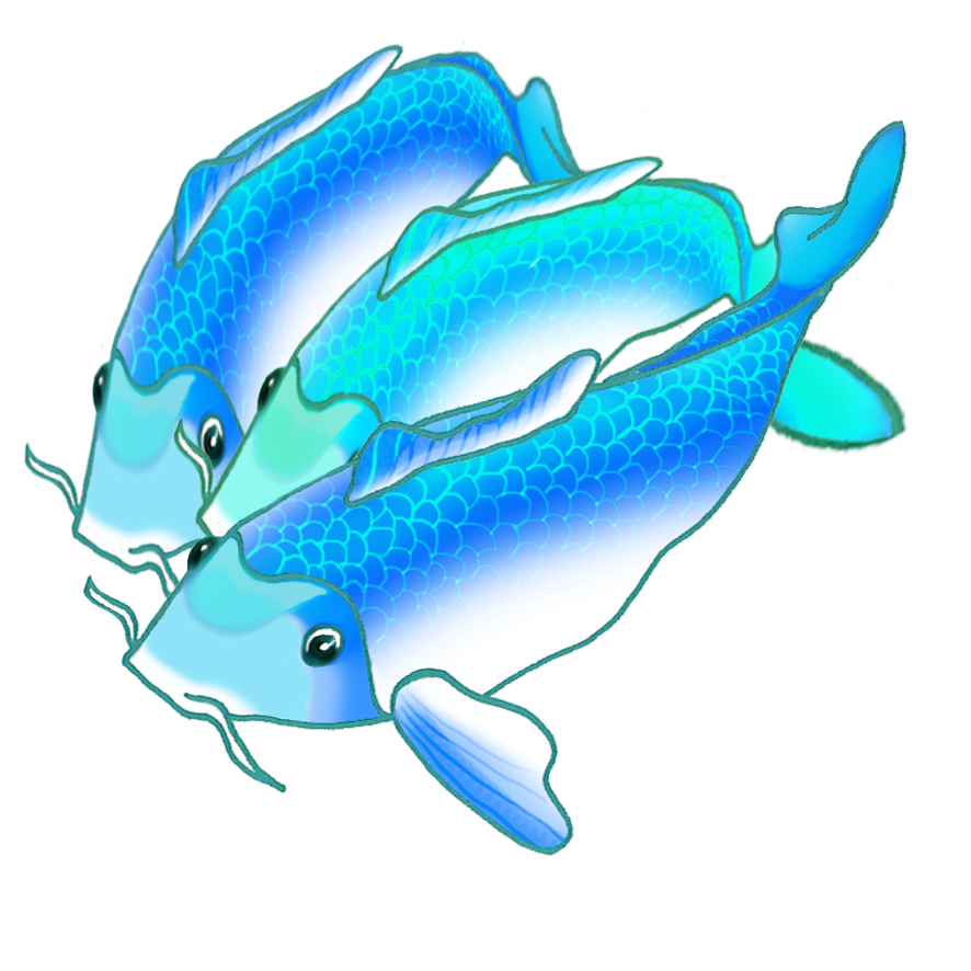 three blue koi fish