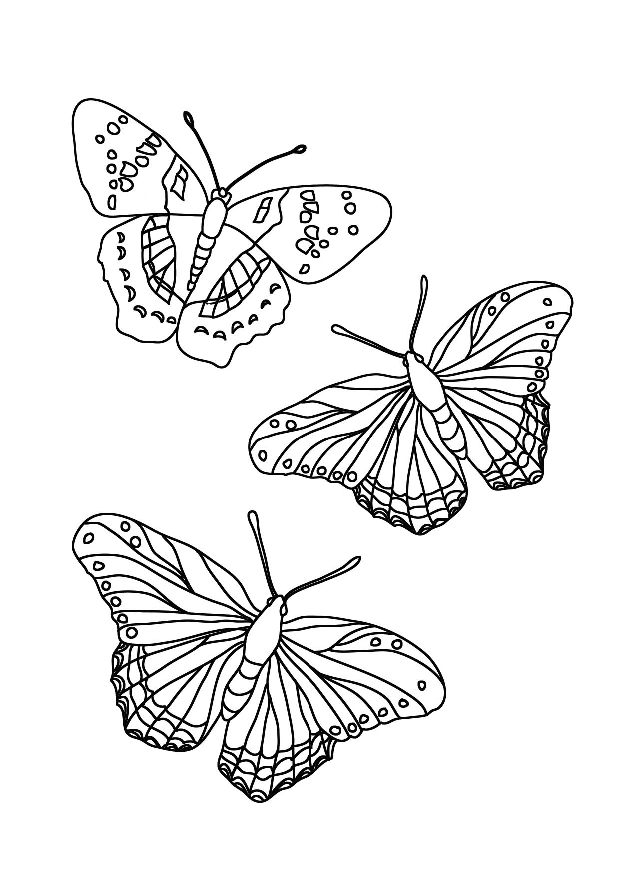 Butterfly Coloring Pages