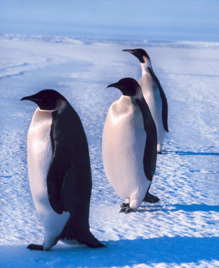 three emperor penguins