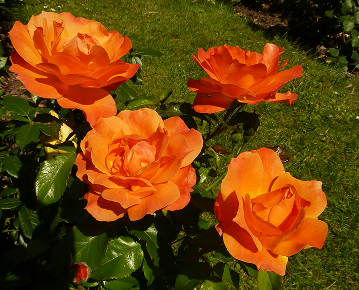 three orange roses