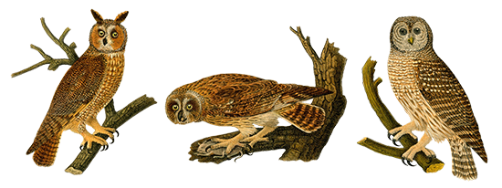 three owls clipart