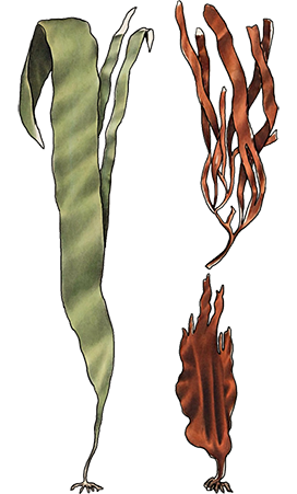 three seaweed drawings in color