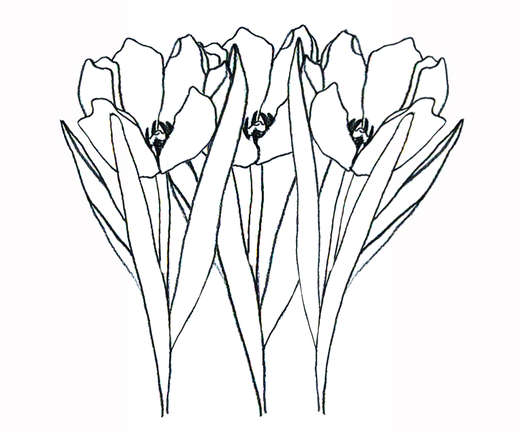 flower images to color tulips