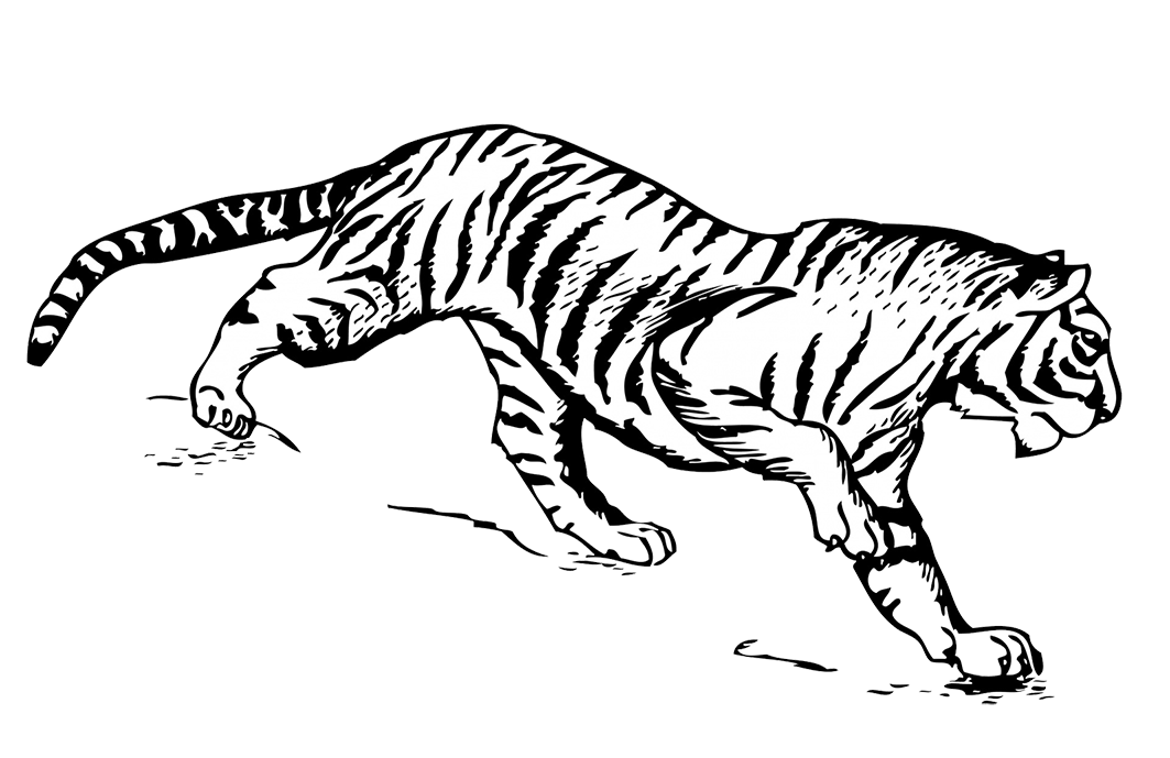 Tiger Clipart