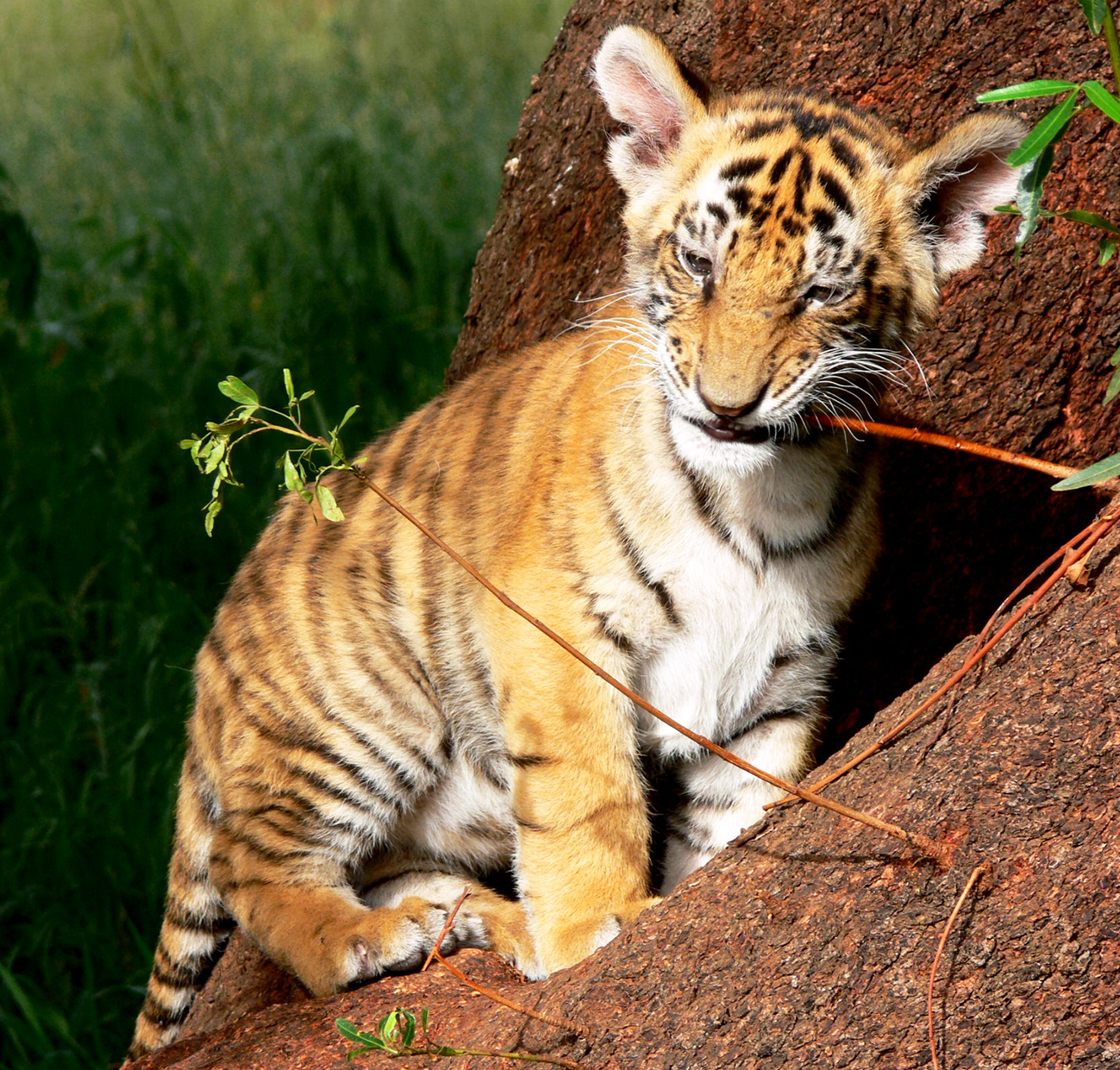 tiger cub playing