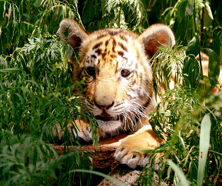 tiger cub hiding in forest