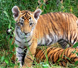 tiger picture cubs playing