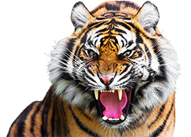 angry tiger face roaring