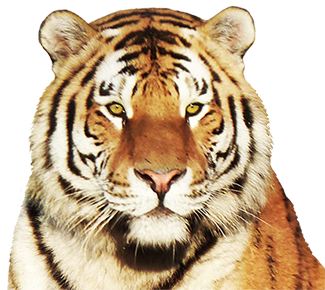 tiger head clip art 