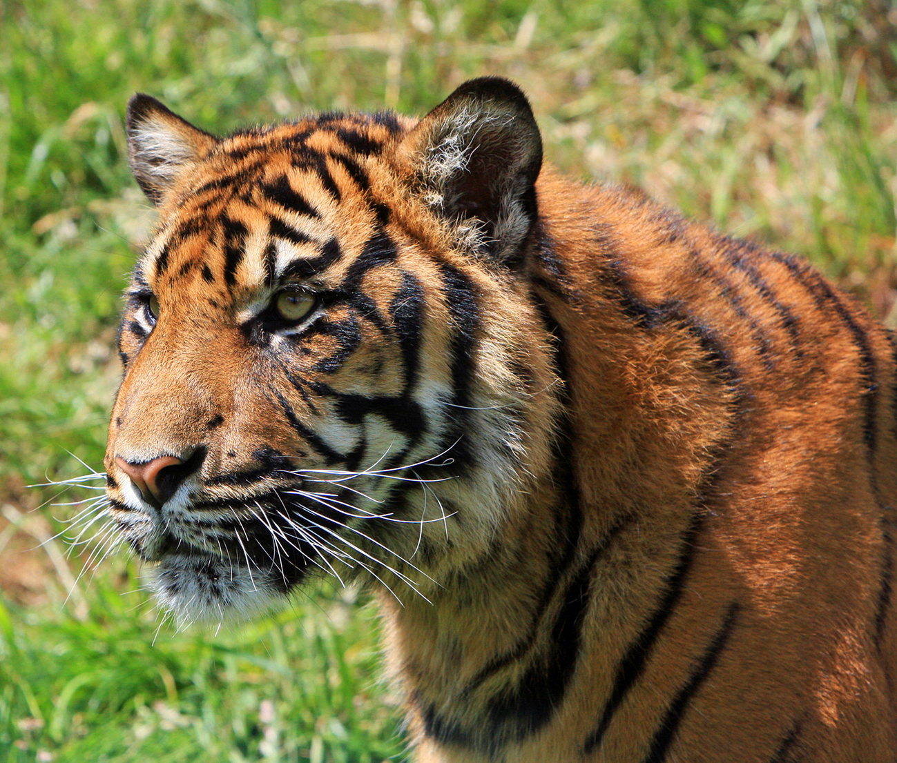 tiger image close up
