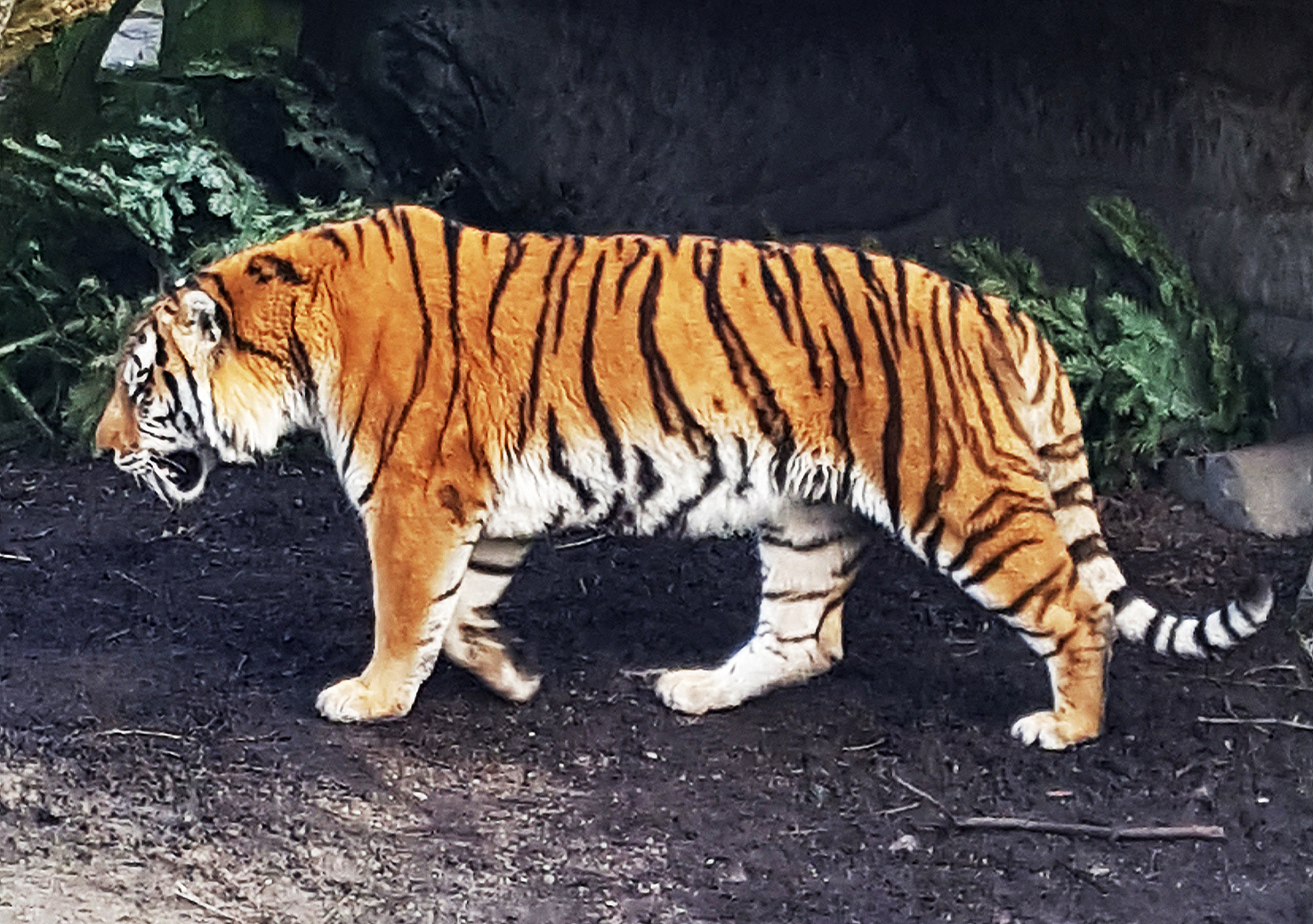 tiger photo from zoo copenhagen