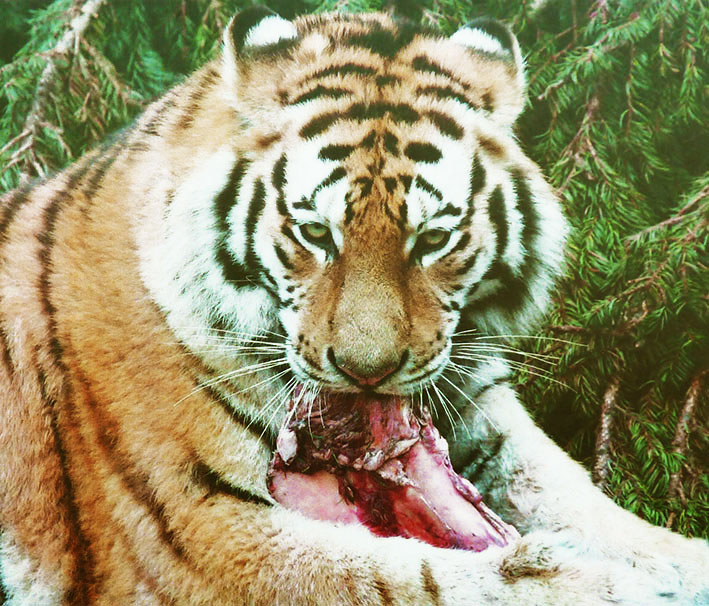 Eating tiger