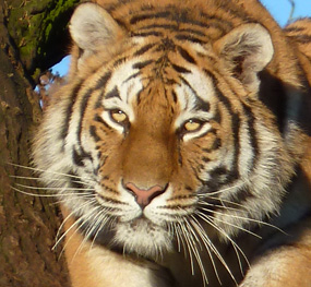 tiger pictures close up head of tiger