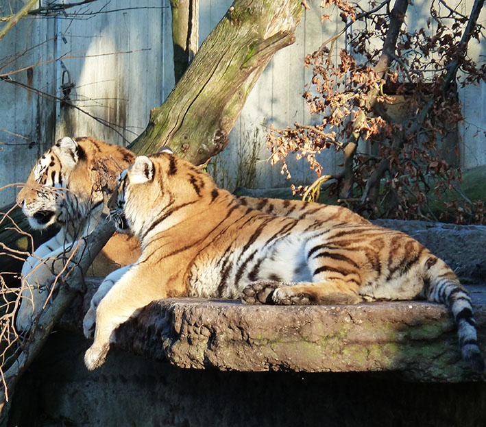 tiger picture two tigers resting